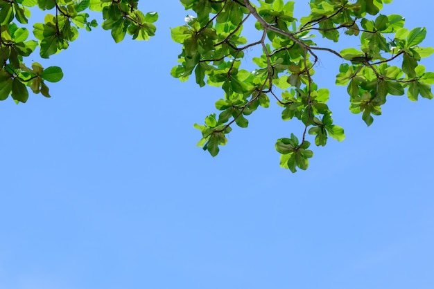 Bel Arbre Sur Fond De Ciel Bleu, Sommet De L'arbre