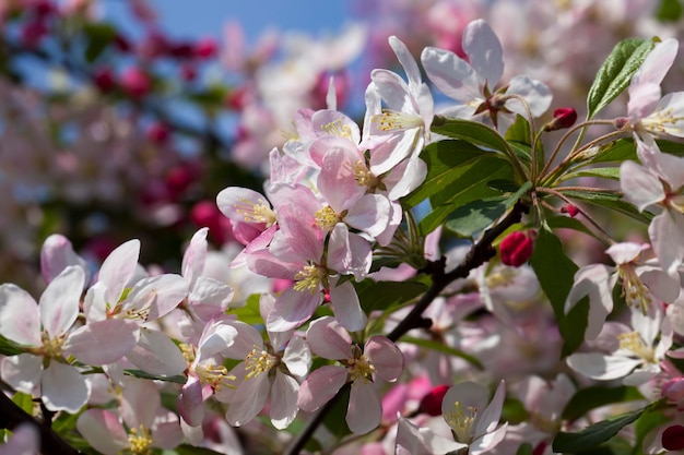 Bel arbre fruitier fleuri de fleurs rouges