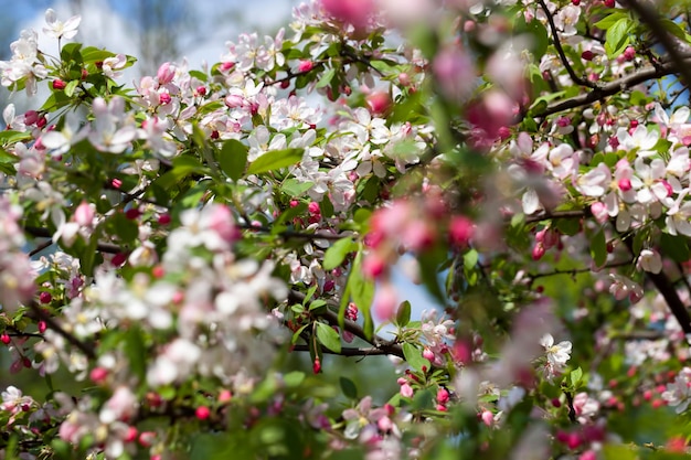 Bel arbre fruitier à fleurs rouges, fleurs de cerisier à fleurs rouges roses et blanches au printemps