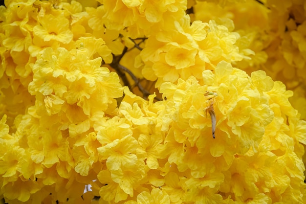 Bel arbre d'ipe jaune en hiver brésilien