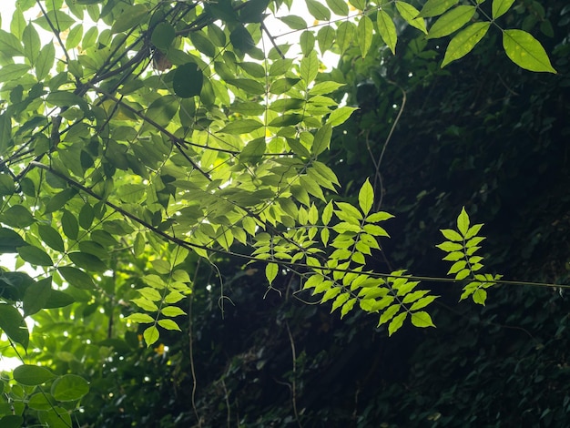 Bel arbre laisse vert au soleil