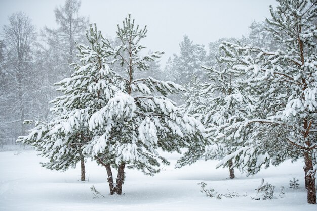 Bel arbre de Noël sur fond de nature blanche. Paysage d'hiver avec des arbres enneigés et des flocons de neige.