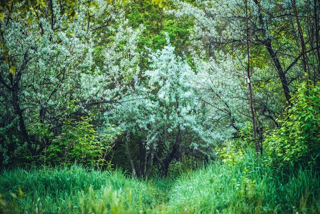 Bel arbre parmi les fourrés