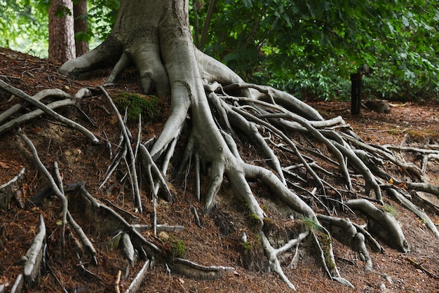 Bel arbre avec des racines montrant au-dessus du sol en forêt