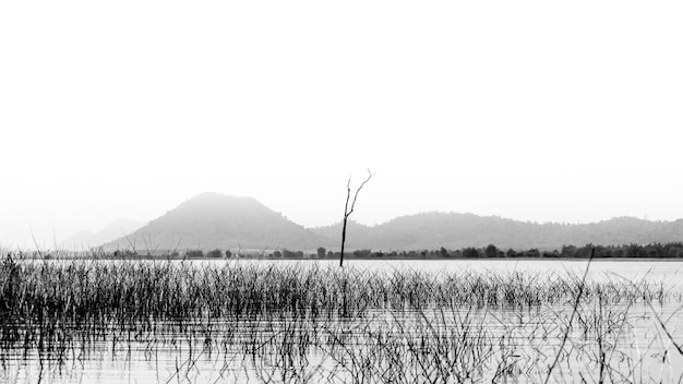 Bel arbre sur la rivière avec la montagne.