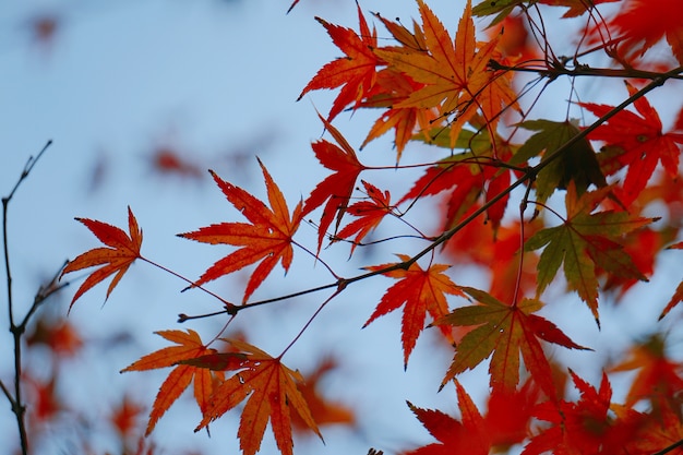 le bel arbre rouge laisse dans la nature