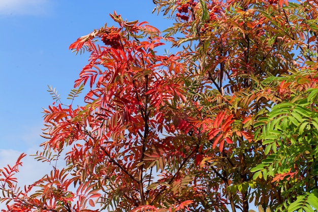 Bel arbre Rowan avec des feuilles rouges et vertes, baies mûres sur ciel bleu