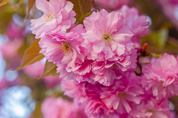 Bel arbre de sakura à floraison luxuriante. Fleurs moelleuses roses.