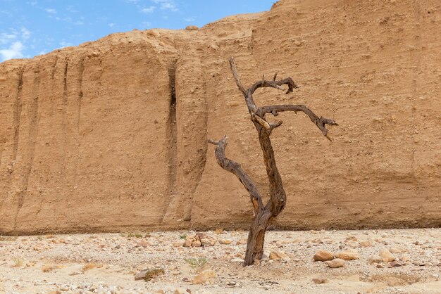 Bel arbre sec dans le désert d'Arava Israël