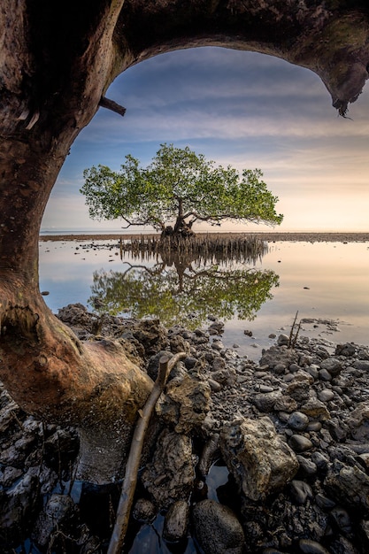 Bel arbre solitaire sur la plage le matin