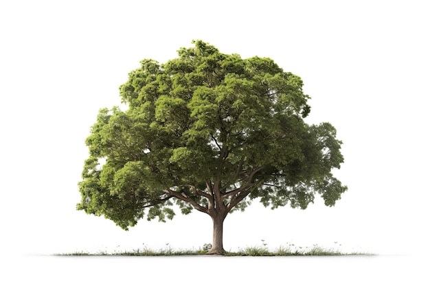 Bel arbre vert isolé sur fond blanc Generative AI