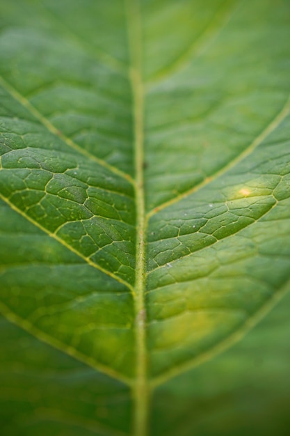 le bel arbre vert laisse dans la nature