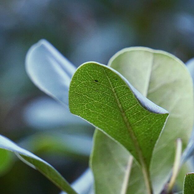 le bel arbre vert laisse dans la nature