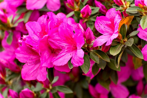 Bel arbuste à fleurs d'azalée