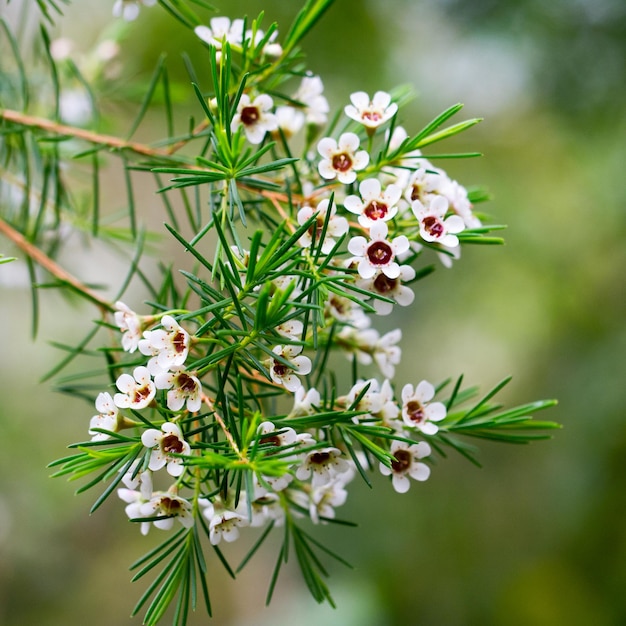 Photo un bel arrière-plan de fleurs