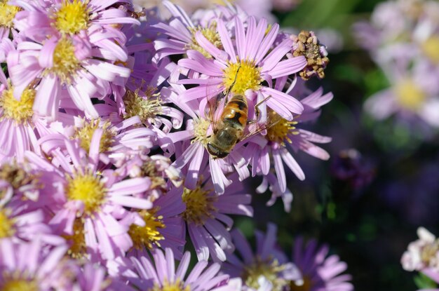 bel aster avec une abeille