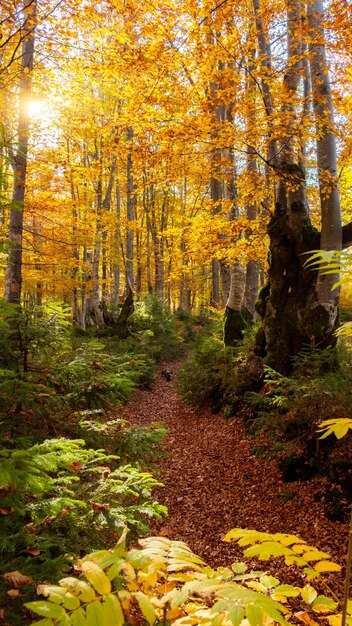 Bel automne dans une incroyable forêt colorée avec un soleil éclatant Photo verticale