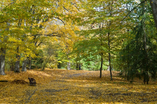 Photo bel automne dans le parc de la ville. érables colorés à la lumière du soleil. scène nature beauté à la saison d'automne. parc d'automne à niasvizh, biélorussie