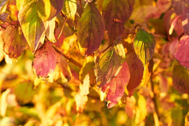 Bel automne Feuilles d'automne lumineuses et vibrantes par un après-midi ensoleillé à l'extérieur dans la forêt Gros plan d'un arbre jaune doré et orange pendant la saison d'automne à l'extérieur dans la nature par une journée ensoleillée