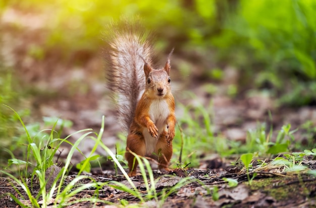 Un bel écureuil dans un parc forestier en été