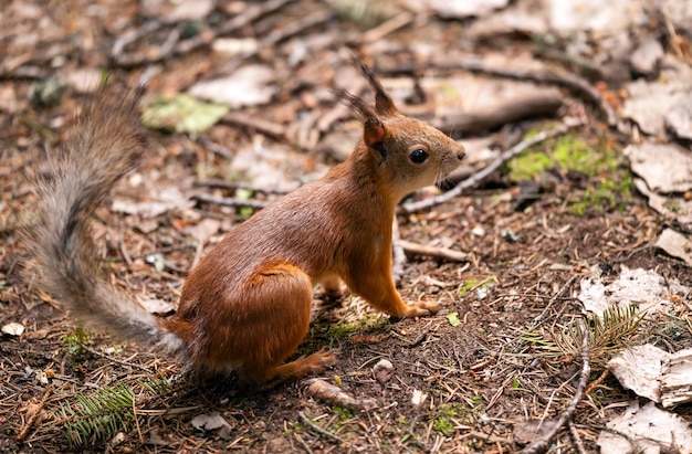 Photo un bel écureuil dans un parc forestier en été