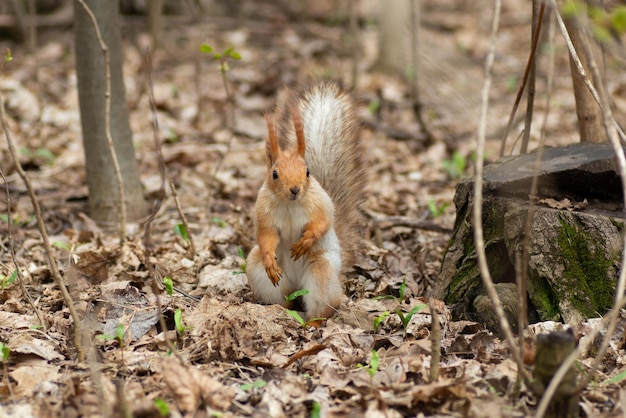 Bel écureuil gris et roux dans la forêt printanière L'écureuil se dresse sur ses pattes arrière