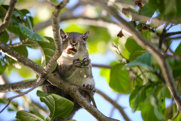 Bel écureuil gris sauvage mangeant des noix sur un arbre dans le parc de la ville d'été