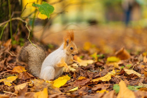 Un bel écureuil moelleux cherche de la nourriture parmi les feuilles jaunes tombées à l'automne dans un parc de la ville.