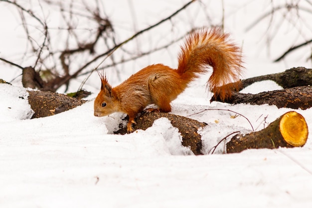 Bel écureuil sur la neige mangeant une noix