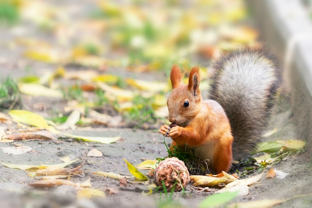 Un bel écureuil roux est assis et mange des noix à l'automne jaune dans la forêt.