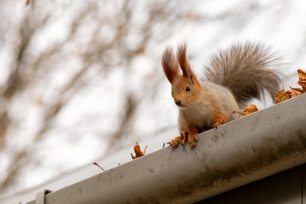 Photo bel écureuil roux sauvage ou sciurus vulgaris