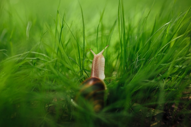 Bel escargot assis dans l'herbe verte libre