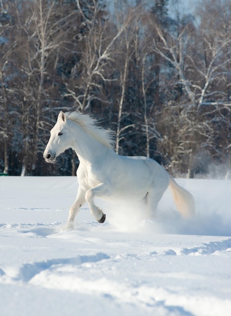 Bel étalon blanc