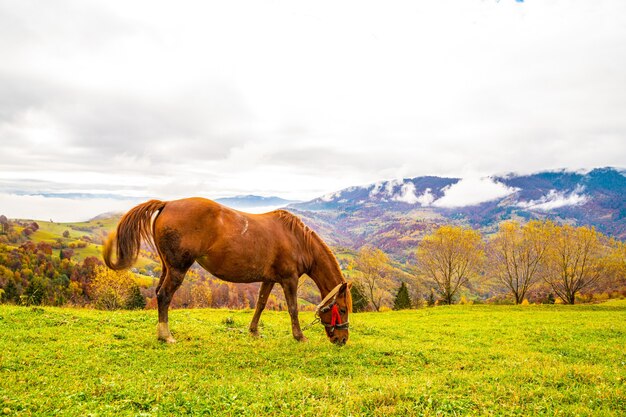 Un bel étalon marche dans le champ et mange de l'herbe juteuse