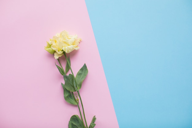 Photo bel eustoma sur fond de papier multicolore avec espace de copie. printemps, été, fleurs, concept de couleur, journée de la femme.