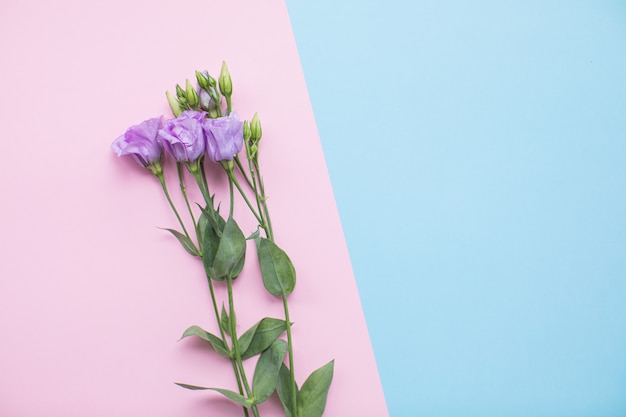 Bel eustoma sur fond de papier multicolore avec espace de copie. Printemps, été, fleurs, concept de couleur, journée de la femme.