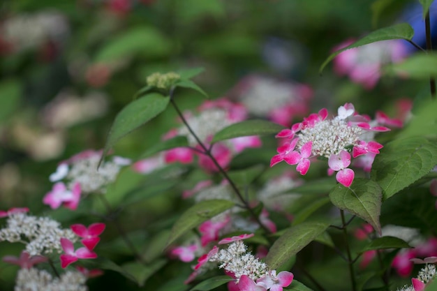 Bel hortensia à l'extérieur