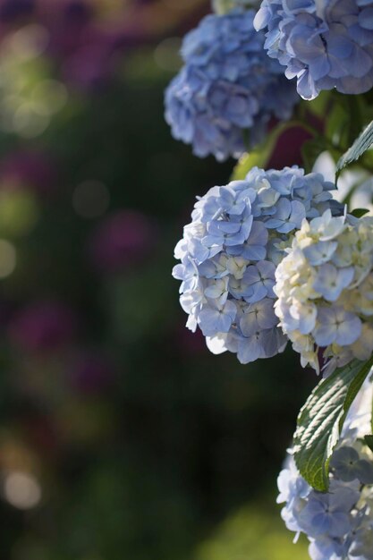 Bel hortensia à l'extérieur