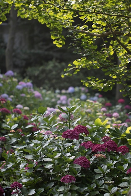 Bel hortensia à l'extérieur