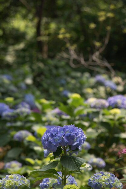 Bel hortensia à l'extérieur