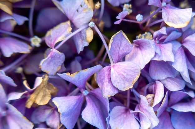 Bel hortensia violet dans un jour de pluie Fleur en fleur