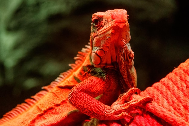 Bel iguane au feu rouge assis sur une branche