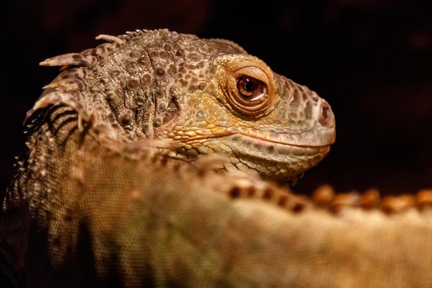 Bel iguane vert Iguana iguana