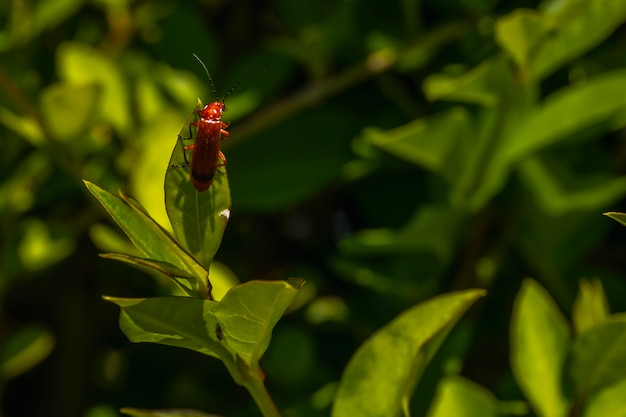 Un bel insecte sur une feuille