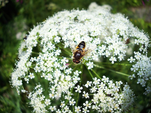 Bel insecte sur une plante Heracleum en été