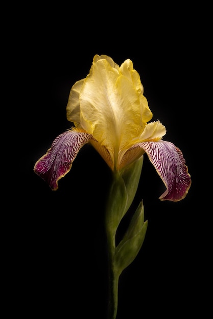 Bel iris jaune sur fond noir