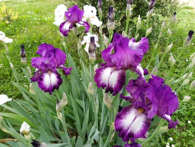 Bel iris violet avec un milieu blanc courbé gracieux pétales de fleurs lumineuses vert flou