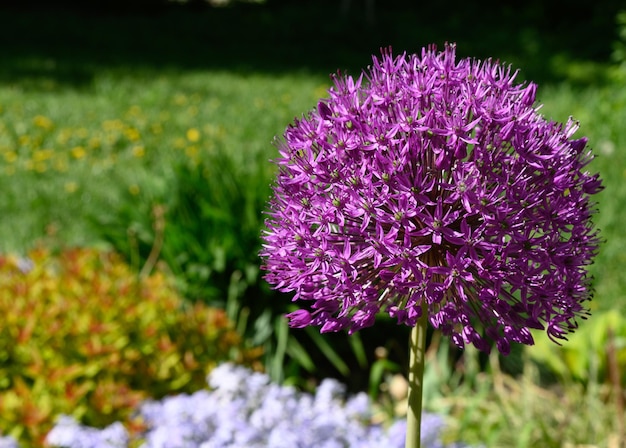 Bel oignon géant de fleur pourpre (Allium giganteum) dans le jardin sur fond de plantes vertes. Copiez l'espace. Fermer