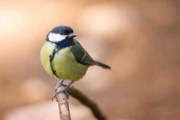 Bel oiseau avec un arrière-plan flou