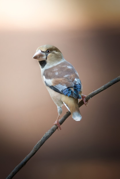 Bel oiseau avec un arrière-plan flou